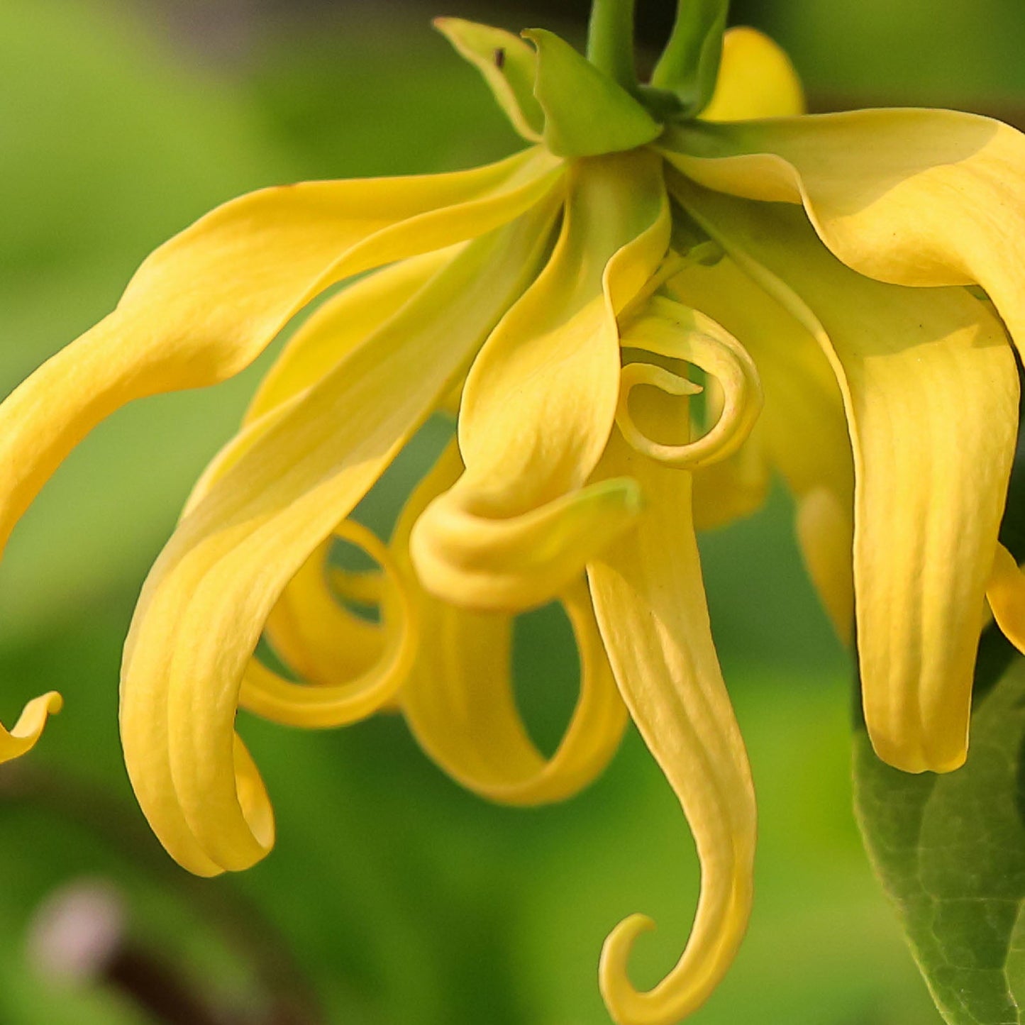 Ylang Ylang Workshop May 18th for Suqui Mou